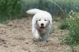 GOLDEN RETRIEVER 637